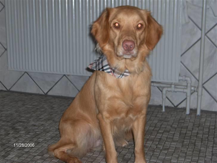 Nova scotia duck tolling retriever Bailey billede 3