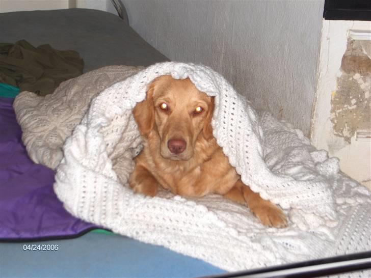 Nova scotia duck tolling retriever Bailey billede 4