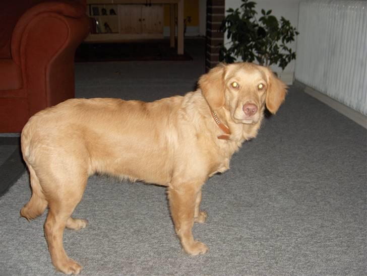 Nova scotia duck tolling retriever Bailey billede 5