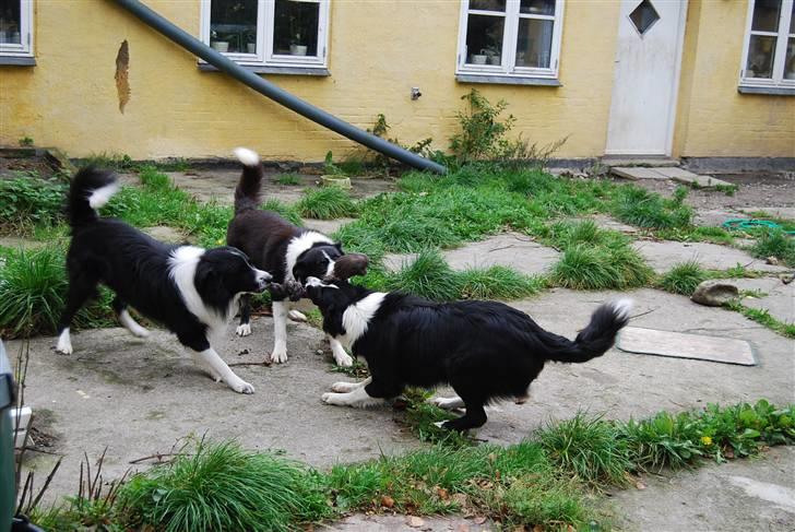 Border collie Hyrdegården Amillo - Tre dejlige drenge i leg  billede 6