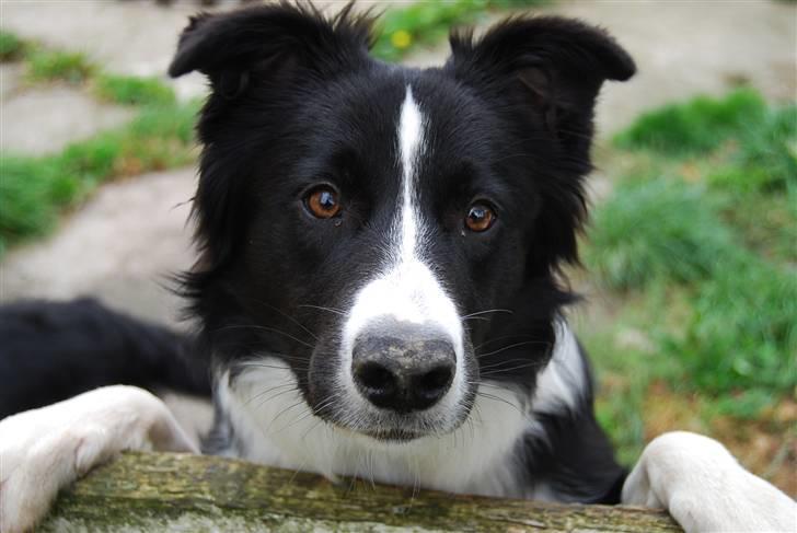 Border collie Hyrdegården Amillo - Sidste nye billede af den unge mand billede 7