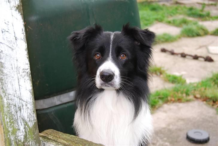 Border collie Kenzo billede 12
