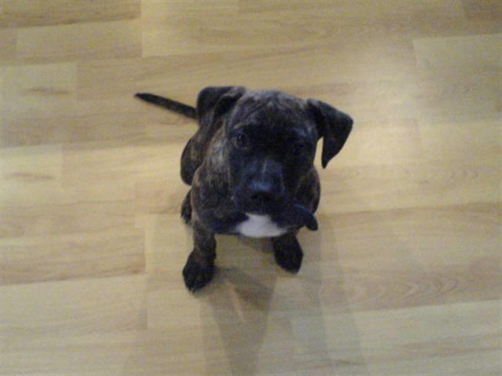 Amerikansk staffordshire terrier Malou R.I.P billede 6