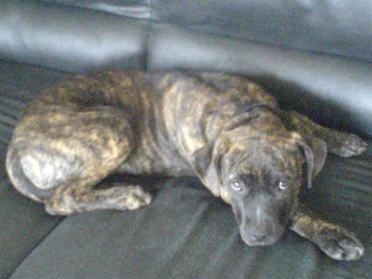 Amerikansk staffordshire terrier Malou R.I.P billede 7