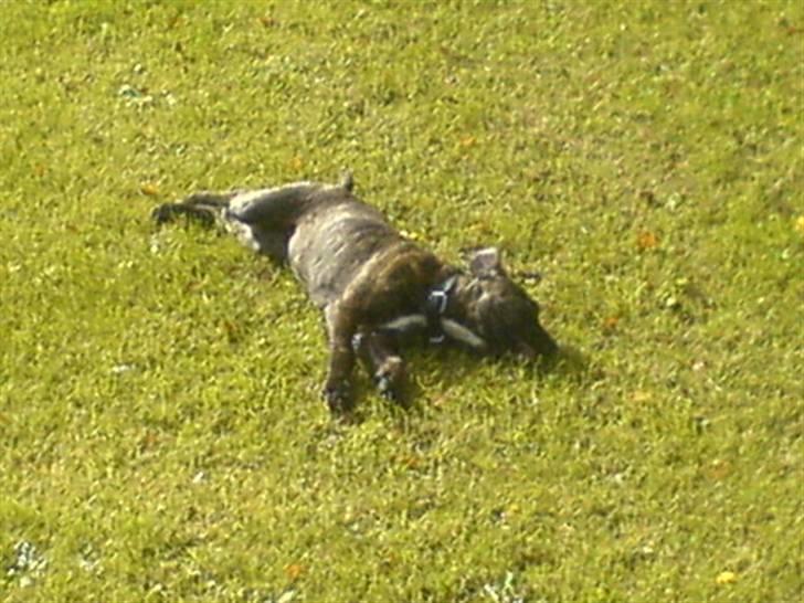 Amerikansk staffordshire terrier Malou R.I.P billede 8