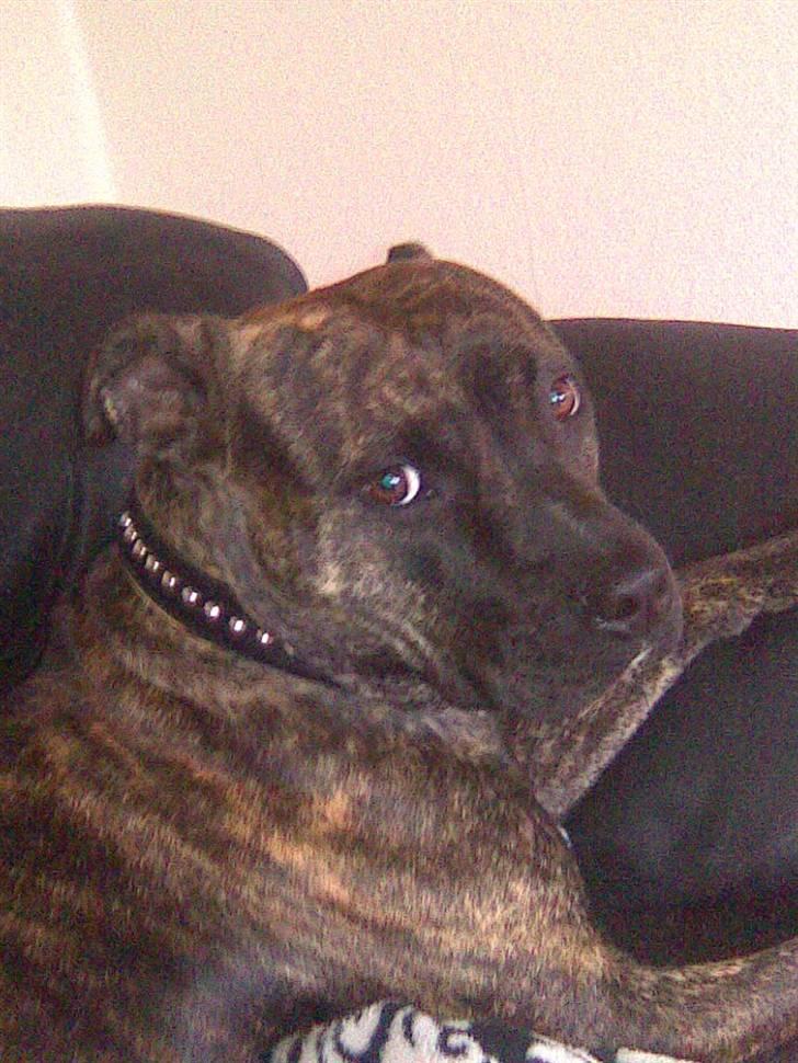 Amerikansk staffordshire terrier Malou R.I.P billede 9