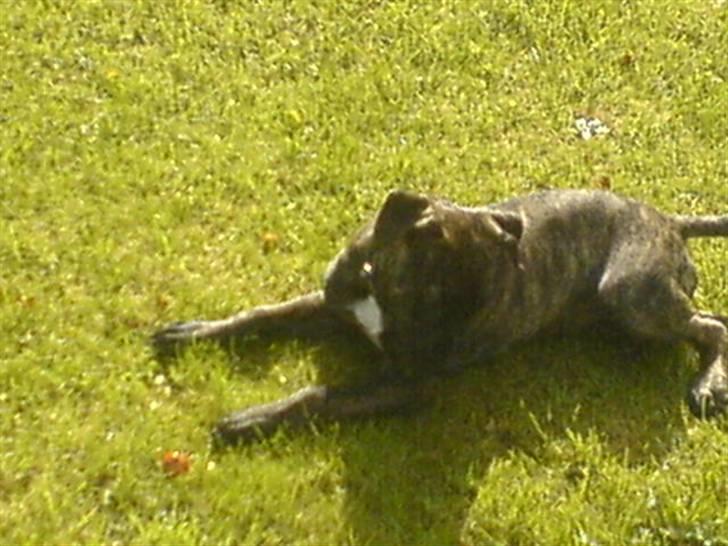 Amerikansk staffordshire terrier Malou R.I.P billede 10