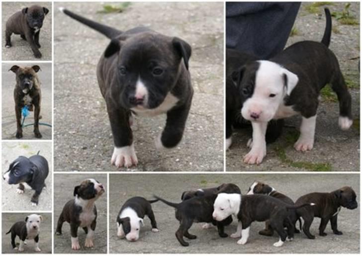 Amerikansk staffordshire terrier Malou R.I.P - Malou og hvalpene sep 2009 billede 11