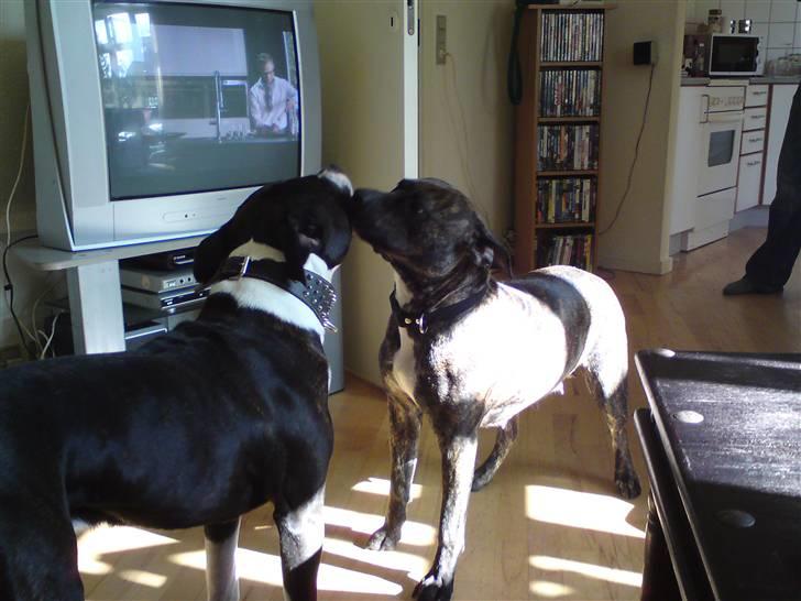 Amerikansk staffordshire terrier Malou R.I.P - Malou og paco billede 12