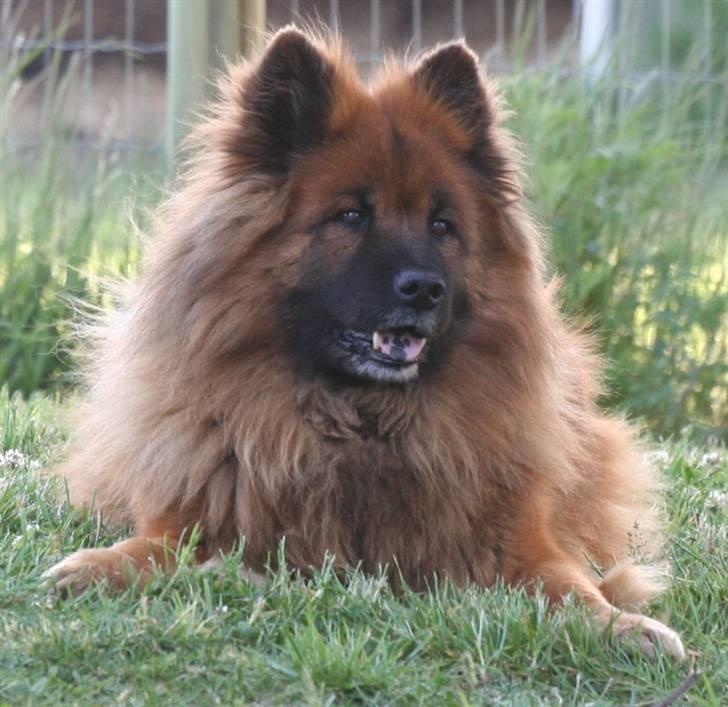 Eurasier Yasmo - 12 år billede 18