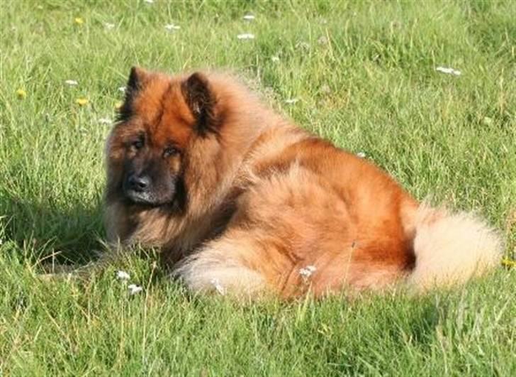 Eurasier Yasmo - 12½ år - en dejlig oktoberdag 08 billede 19
