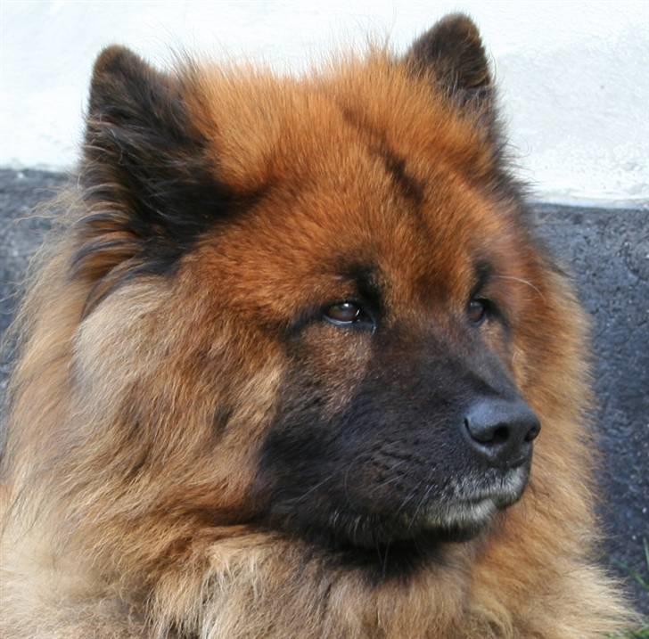 Eurasier Yasmo - 11 år - en dejlig septemberdag billede 20