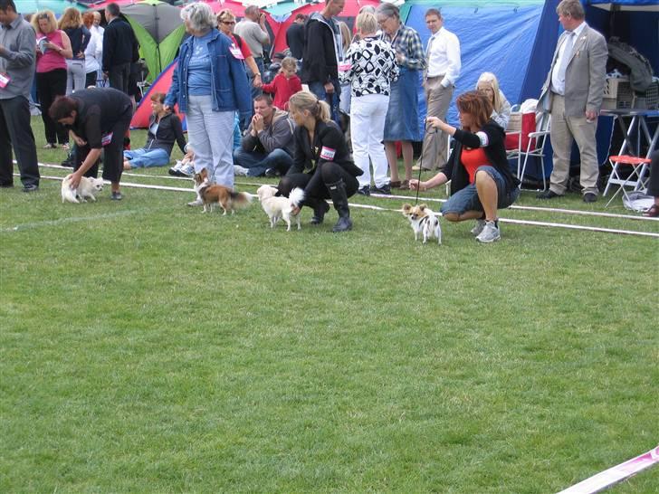 Chihuahua "Hermes" DKCh.  billede 7