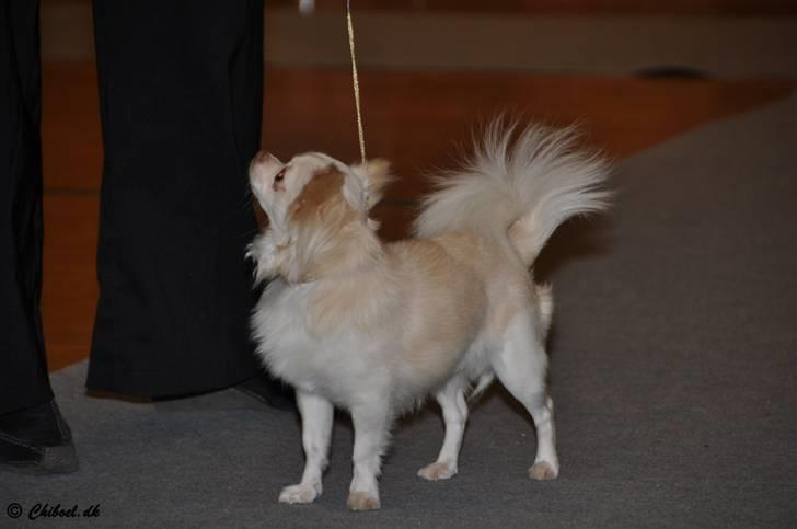 Chihuahua "Hermes" DKCh.  billede 8