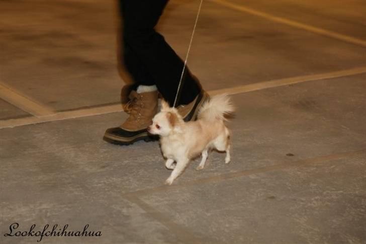 Chihuahua "Hermes" DKCh.  billede 9