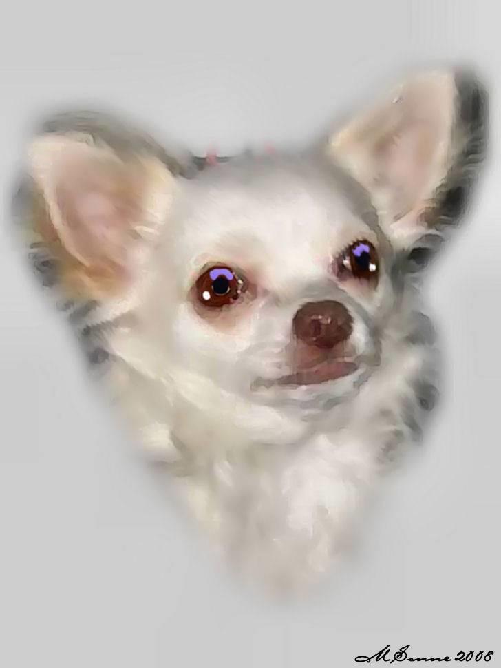 Chihuahua "Hermes" DKCh.  billede 10