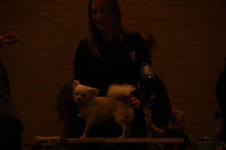 Chihuahua "Hermes" DKCh.  billede 11
