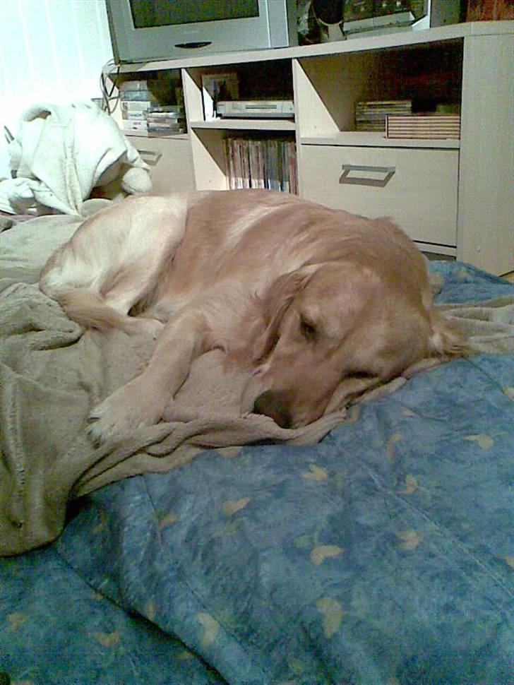Golden retriever Charlie - Det har været en lang dag.. puha.  billede 14