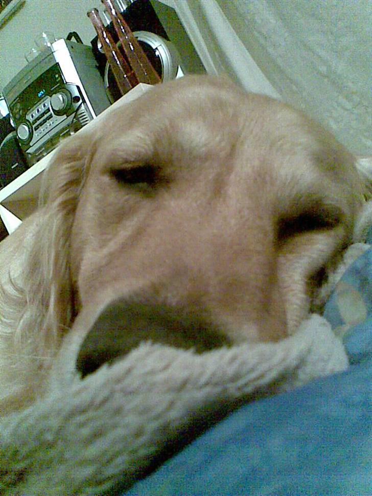 Golden retriever Charlie billede 15