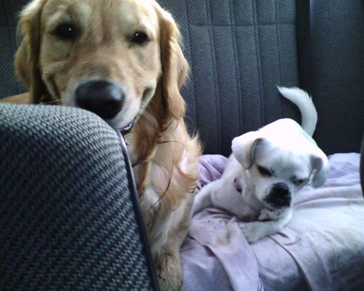 Golden retriever Charlie - Mig og Mitzie, på vej hjem fra hundeskoven.  billede 17