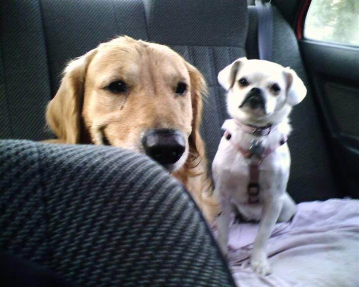 Golden retriever Charlie - Smil til fotografen :) billede 18