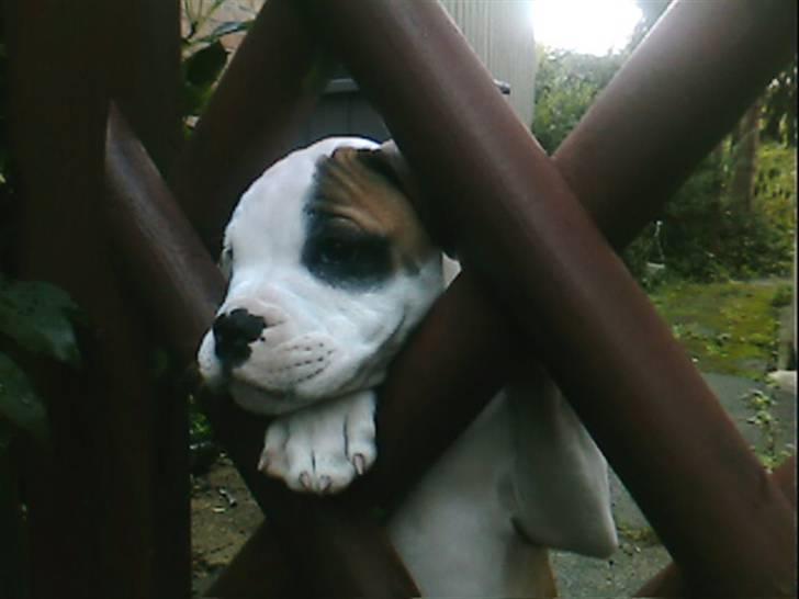 Amerikansk bulldog Berta billede 7