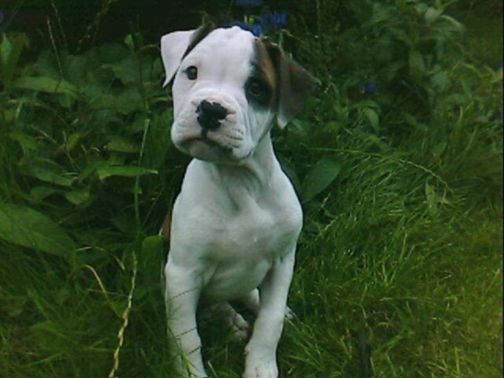 Amerikansk bulldog Berta billede 8