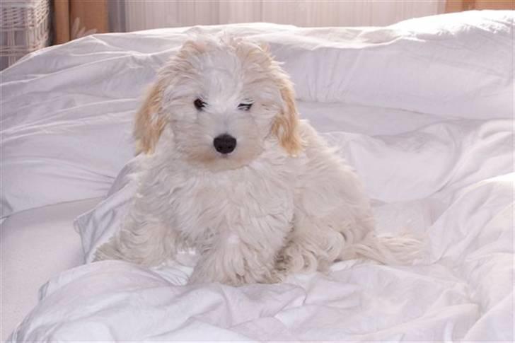 Bichon havanais Bazoo - Jeg er da lidt lækker ik´ ?? billede 2