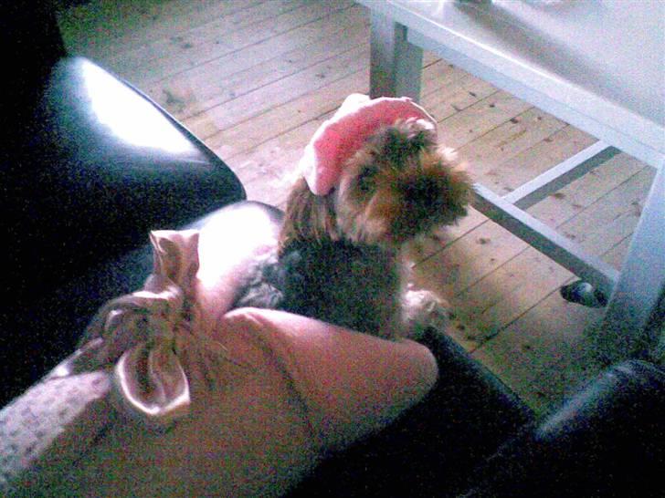 Yorkshire terrier Noa - I Hendes Sovepose.. =) billede 8