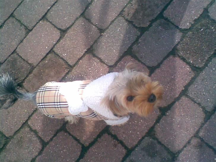 Yorkshire terrier Noa - I Hendes "Burberry Trøje".. billede 9