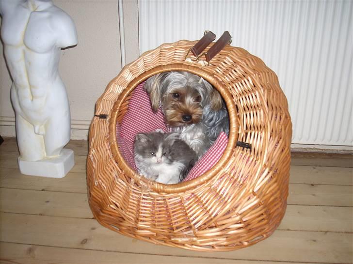Yorkshire terrier Noa - Noa passer på Spencer.. =) billede 10