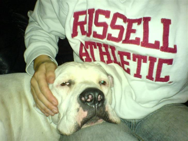 Amerikansk bulldog Holger Junior billede 13