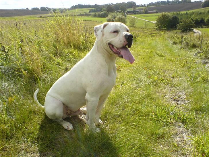 Amerikansk bulldog Holger Junior billede 14