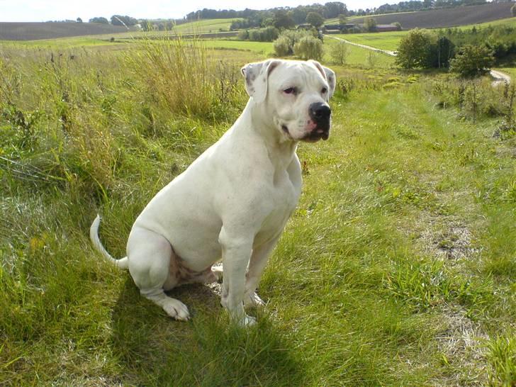 Amerikansk bulldog Holger Junior billede 15