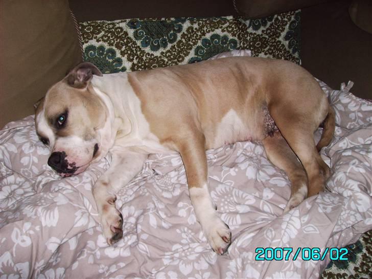 Amerikansk staffordshire terrier BABY (RIP) billede 6