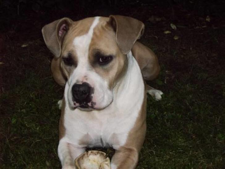 Amerikansk staffordshire terrier BABY (RIP) billede 7