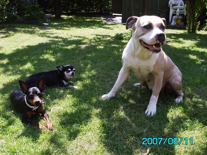 Amerikansk staffordshire terrier BABY (RIP) billede 8