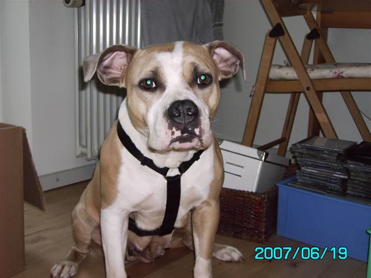 Amerikansk staffordshire terrier BABY (RIP) billede 9