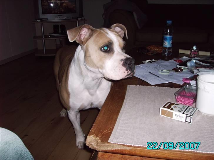 Amerikansk staffordshire terrier BABY (RIP) billede 10