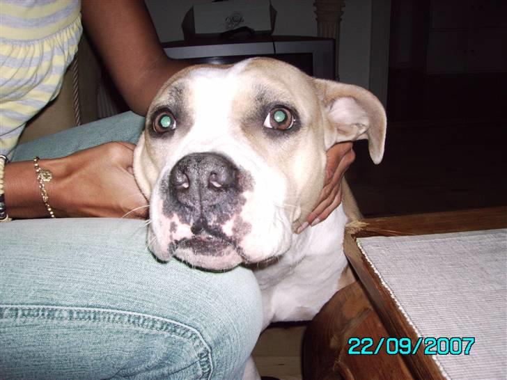 Amerikansk staffordshire terrier BABY (RIP) billede 11