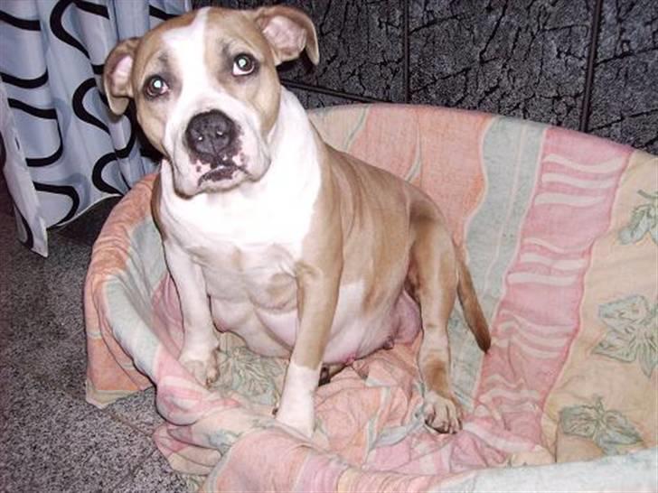 Amerikansk staffordshire terrier BABY (RIP) billede 12