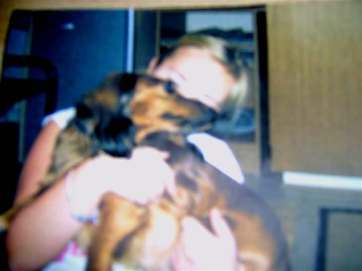 Gravhund mikkel <3 - miq og mikkel sidder og hygger :D billede 2