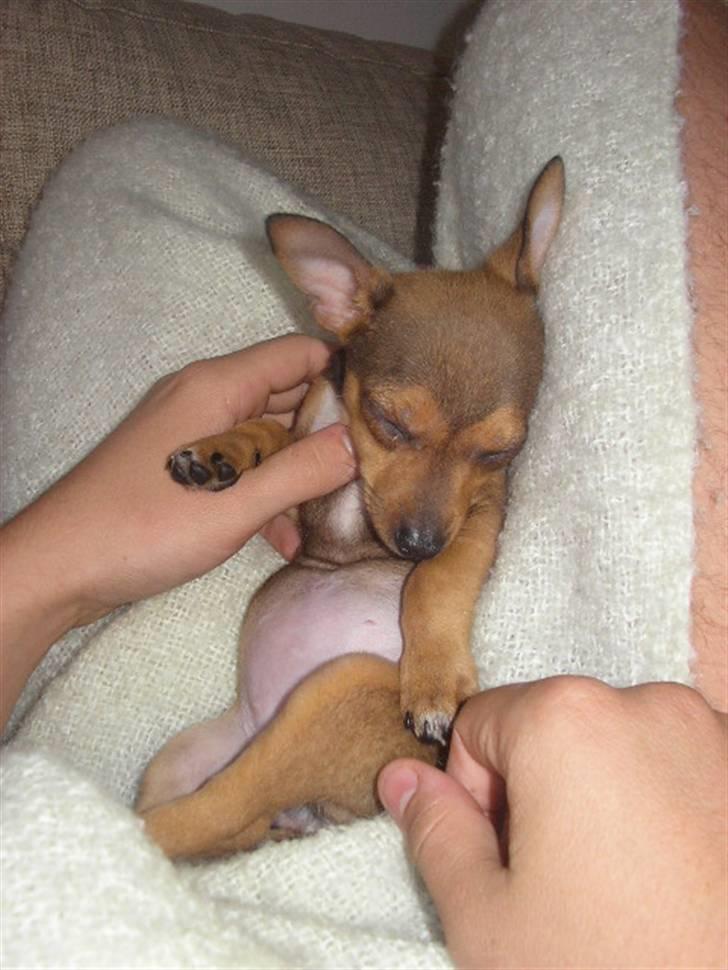 Blanding af racer Molly billede 1