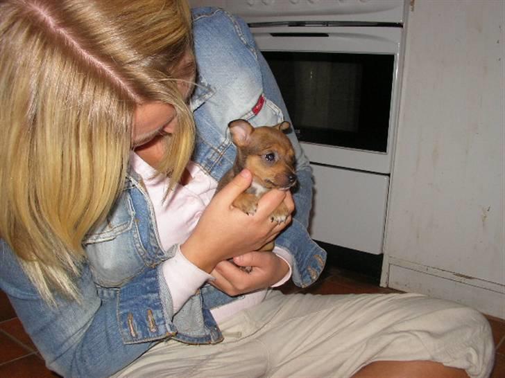 Blanding af racer Molly - Molly 6 uger gammel... billede 2