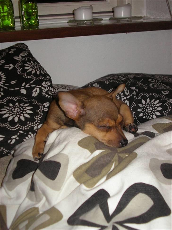 Blanding af racer Molly - Første dag i Mollys nye hjem:o)  billede 3