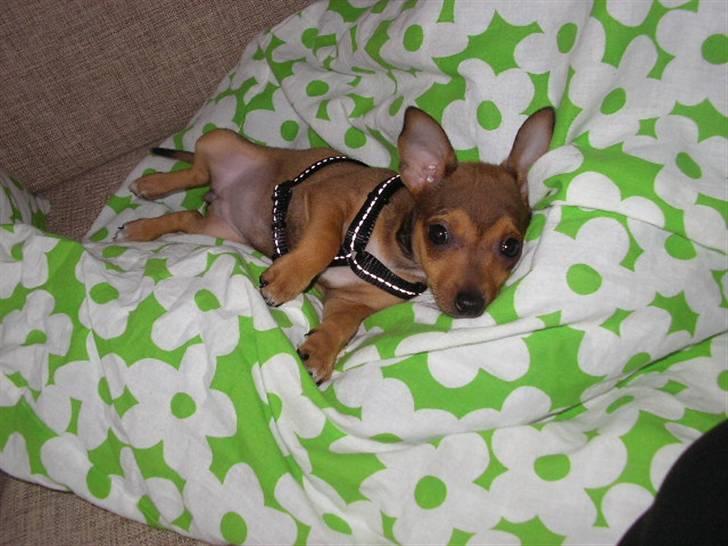 Blanding af racer Molly - En træt lille pige i sin nye sele.. billede 4