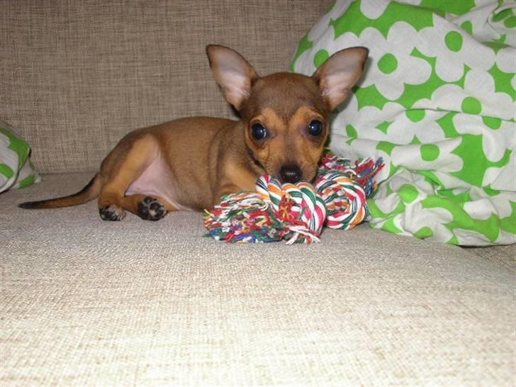 Blanding af racer Molly billede 5