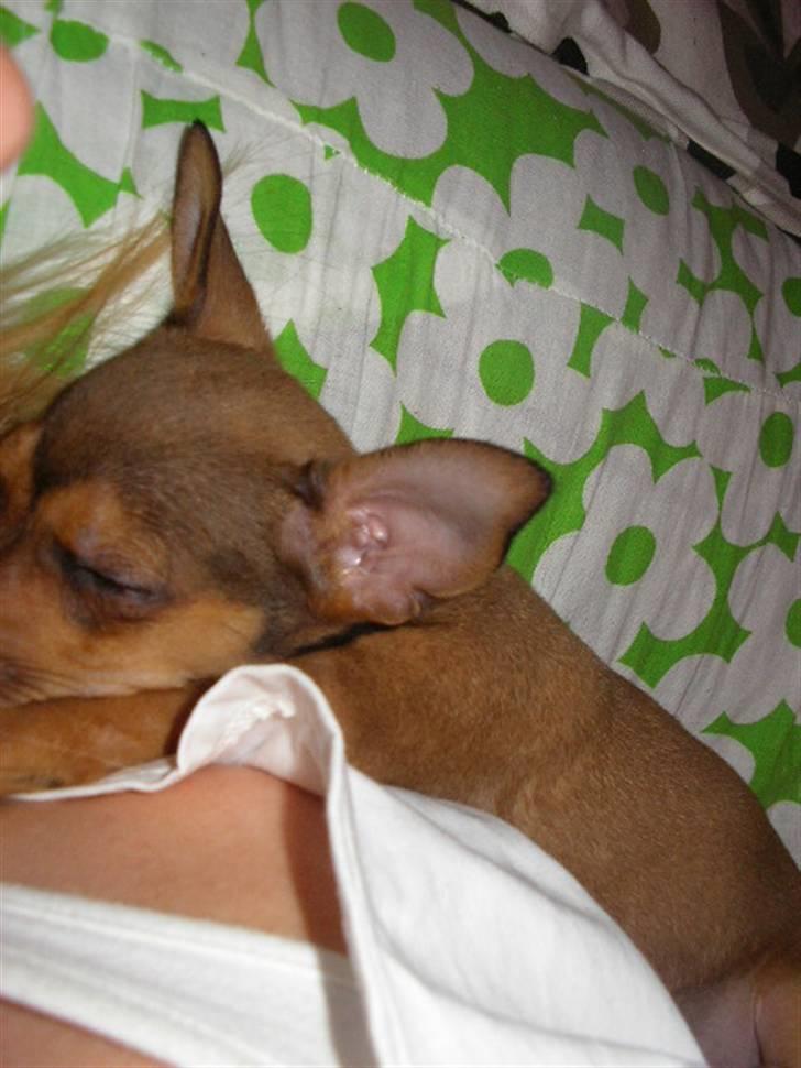 Blanding af racer Molly - Som det ses, en rigtig sofahund:o) billede 6