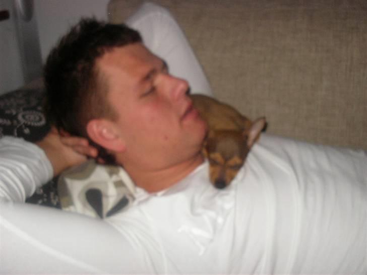 Blanding af racer Molly - Molly ligger trygt og godt ved sin far...! billede 7