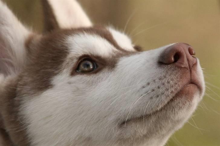 Siberian husky Aqui RIP - Så koncentreret var han allerede til hvalpetræningen. Her er han ca. 12 uger. billede 17